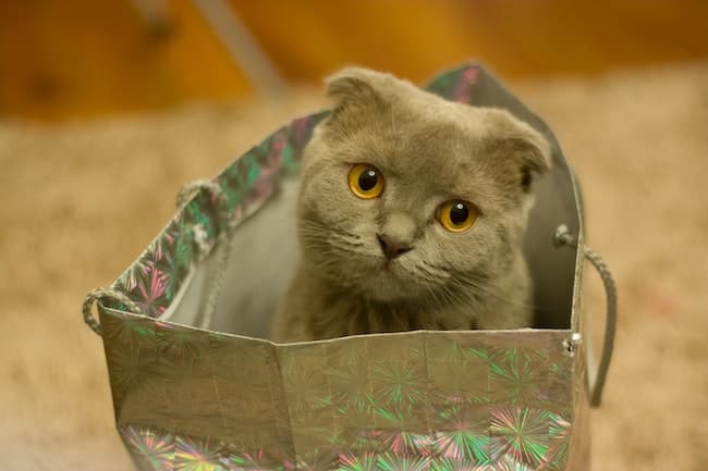 A grey cat in a bag