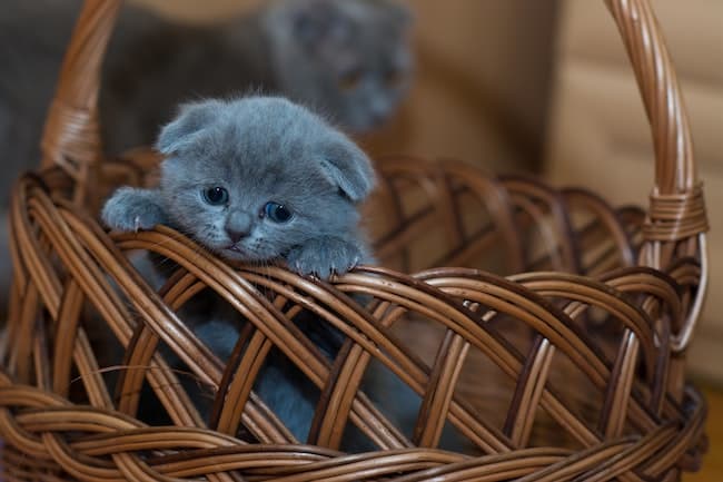 Small kitten in basket