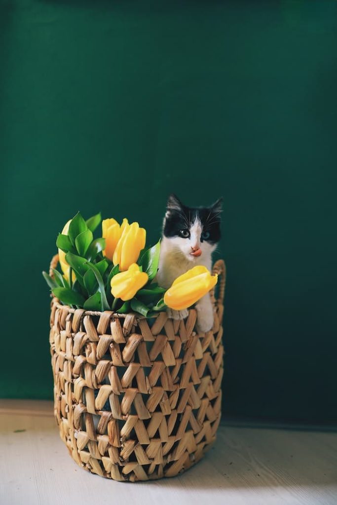 A cat in a tall basket shows its tongue