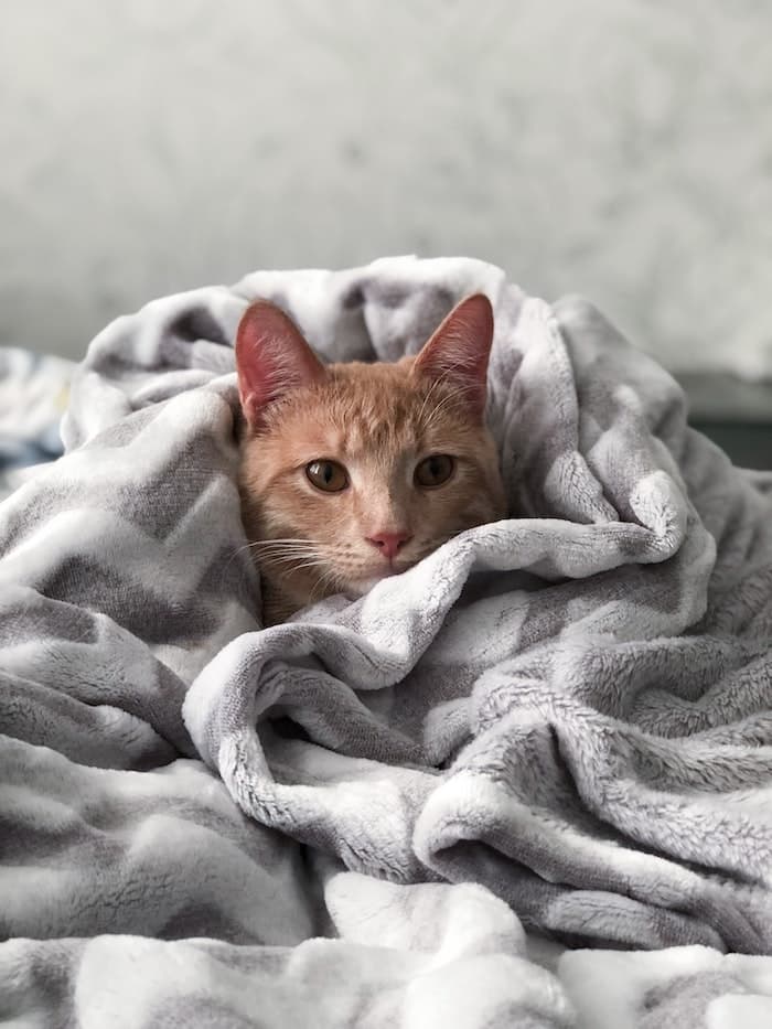 A reddish brown cat hides in a blanket