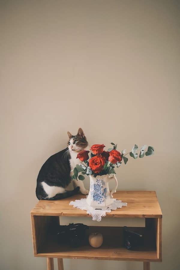 Cat stands on a table next to roses