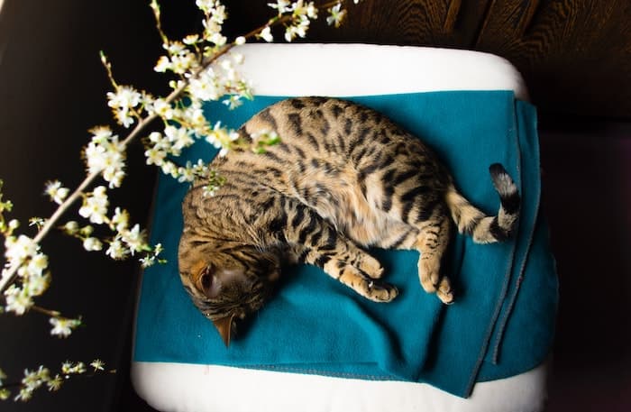 A cat with stripes lies on a green blanket