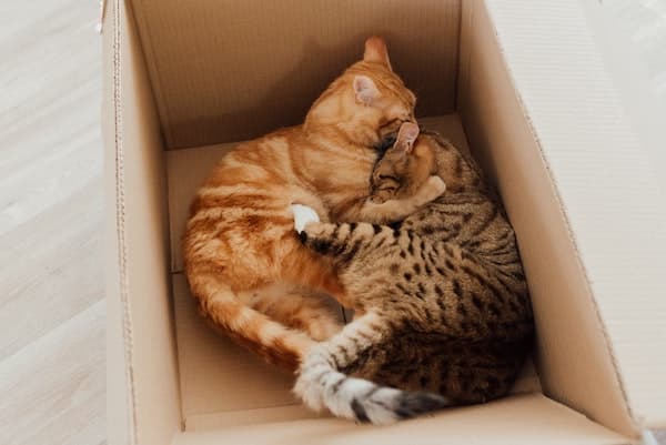 Two cats curl up in a cardboard box