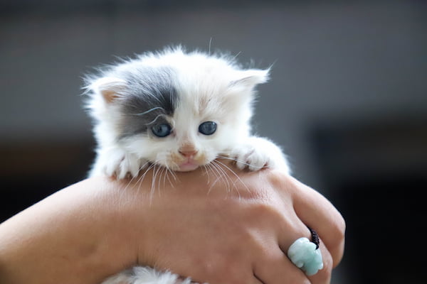A kitten with gray patch over left eye is held in hands