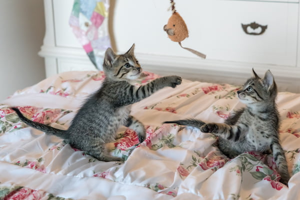 Two grey and white kittens play with a toy that is dangling above them